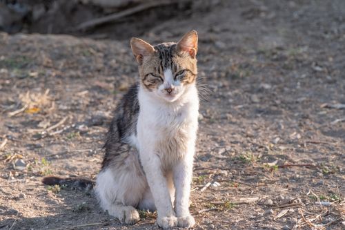 Free A sleepy stray cat basks in the warm sunlight on a dirt path in İzmir, Türkiye. Stock Photo