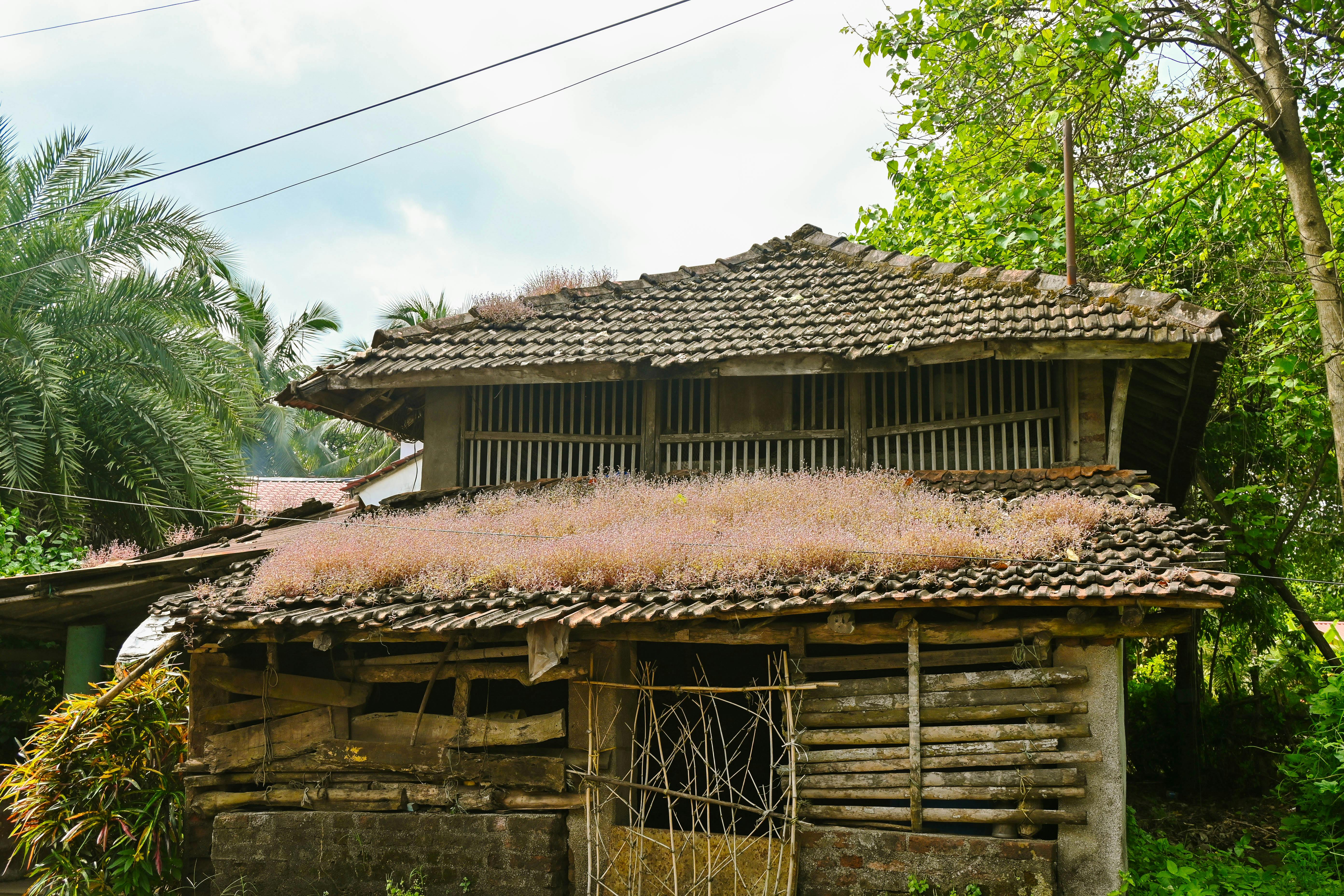 Charming traditional hut with a tiled roof surrounded by lush greenery in Murud, Maharashtra.
