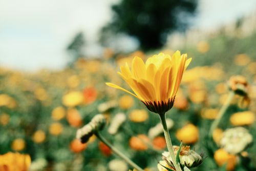 Free Close-up of yellow flowers blooming in a sunlit field, showcasing spring's vibrant beauty. Stock Photo