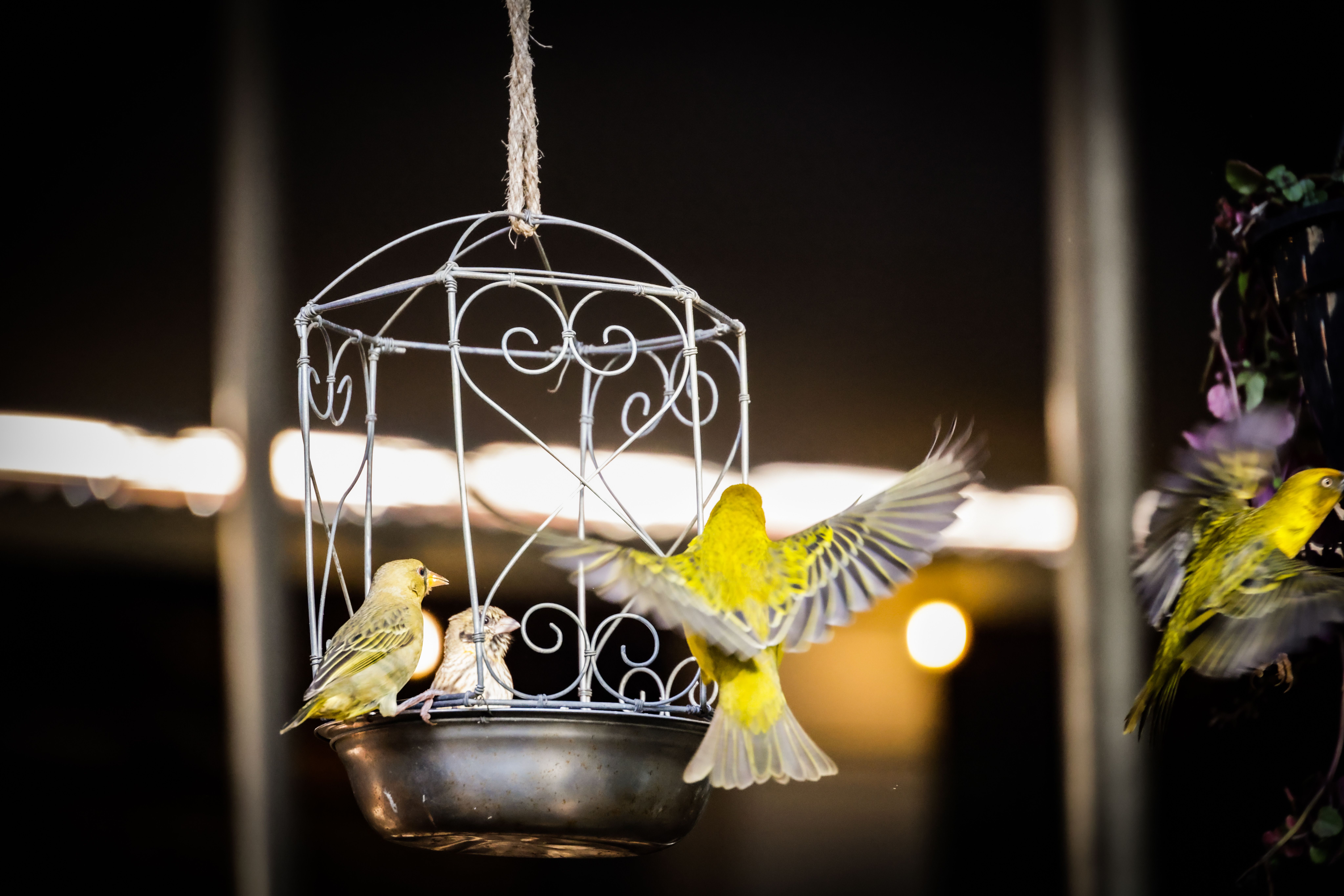 Birds Are Doing *WHAT* Now? Global Anomaly Detected, Experts Baffled
