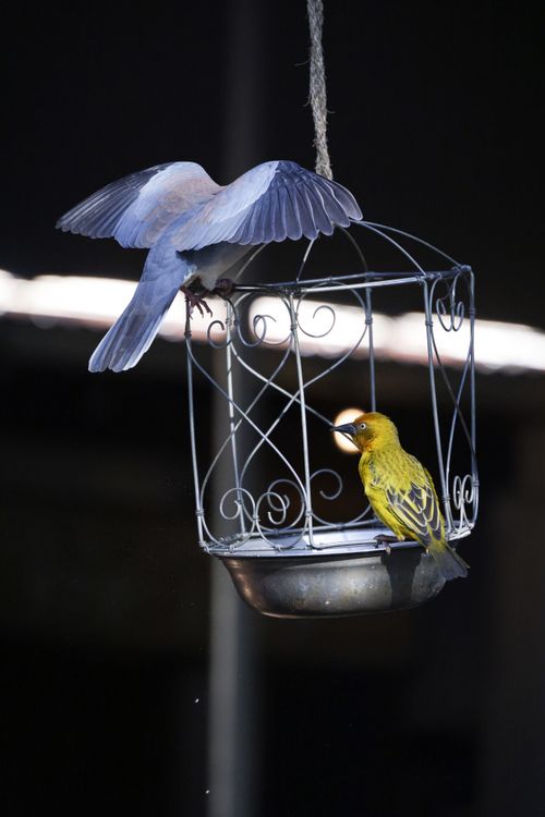 Free Birds interacting at a decorative hanging feeder, highlighting their vibrant colors. Stock Photo