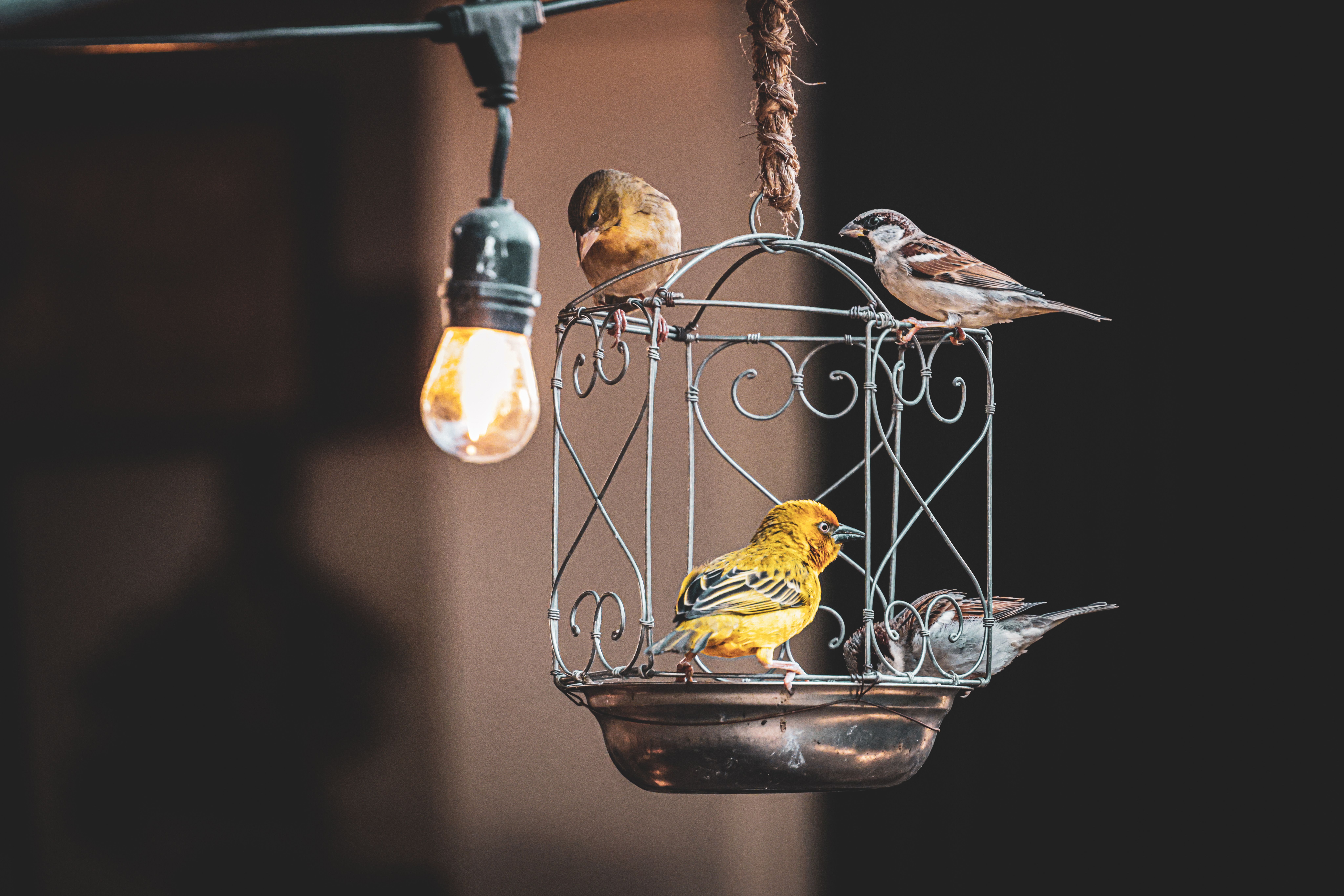 How to Choose a Bird Cage: Size, Bar Spacing, and Materials (2026)