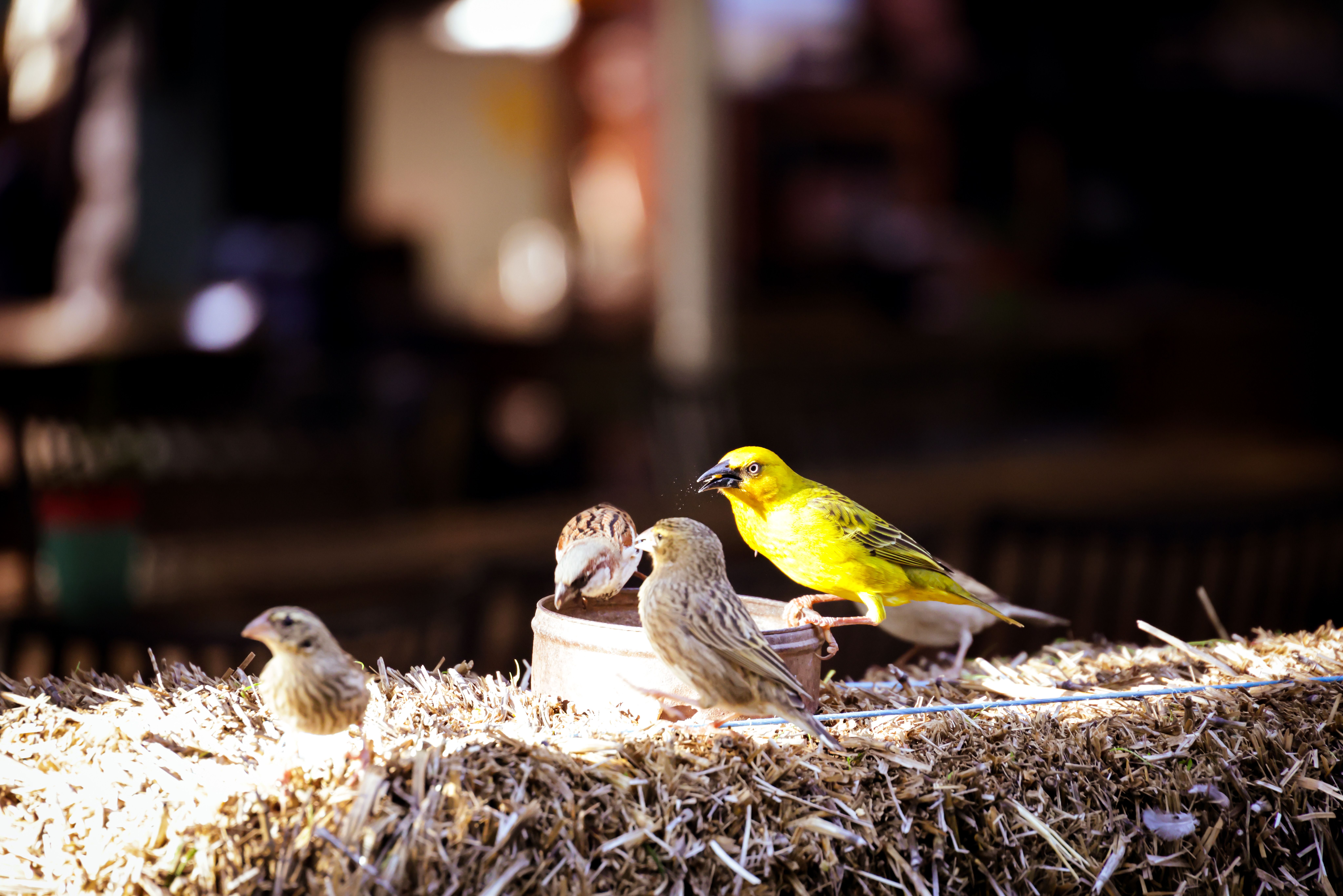 Unleash the Aviary Revolution: Your 2026 Guide to the BEST Smart Bird Feeders & AI Cameras for Backyard Birding