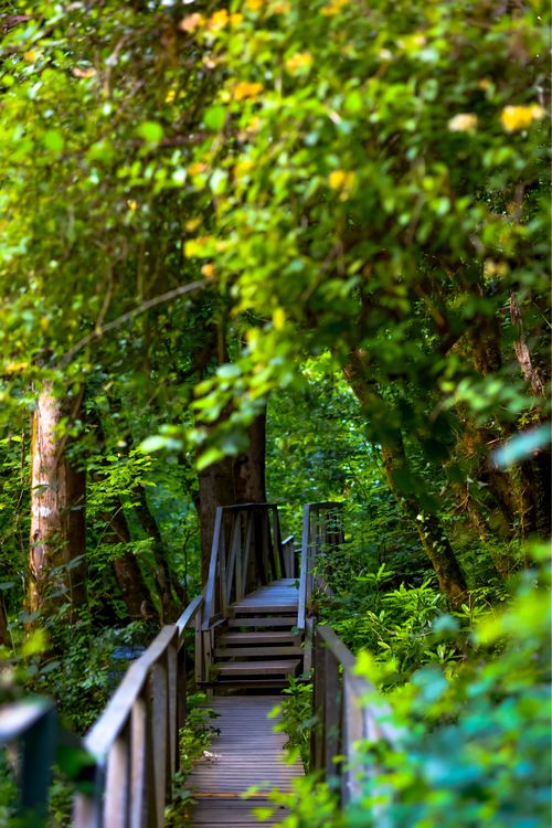Free A tranquil wooden pathway meanders through a dense, green forest, inviting exploration and adventure. Stock Photo