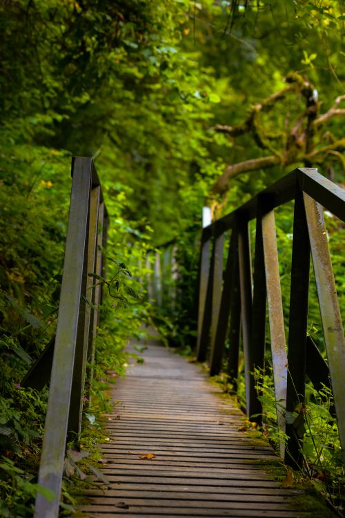 Free A tranquil wooden bridge pathway surrounded by lush green forest foliage. Stock Photo