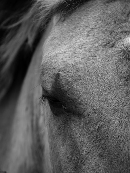 Free Intimate black and white close-up of a horse's face, capturing its serene expression. Stock Photo