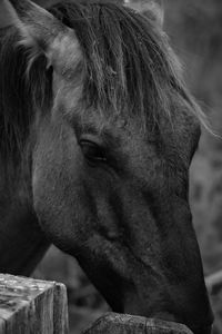 Horse close-up