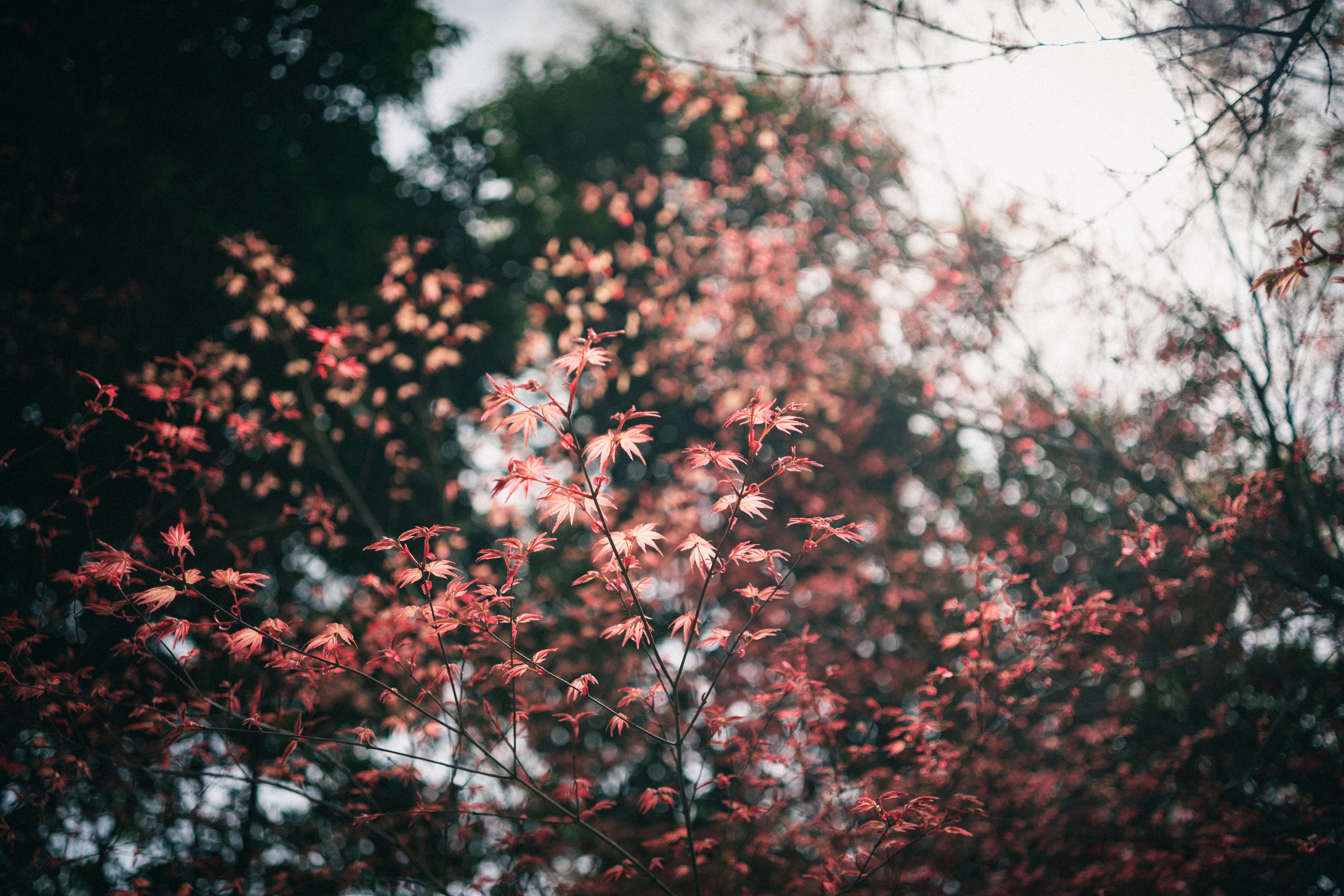 Beautiful intricate red leaves on a tree during autumn in a tranquil forest environment.