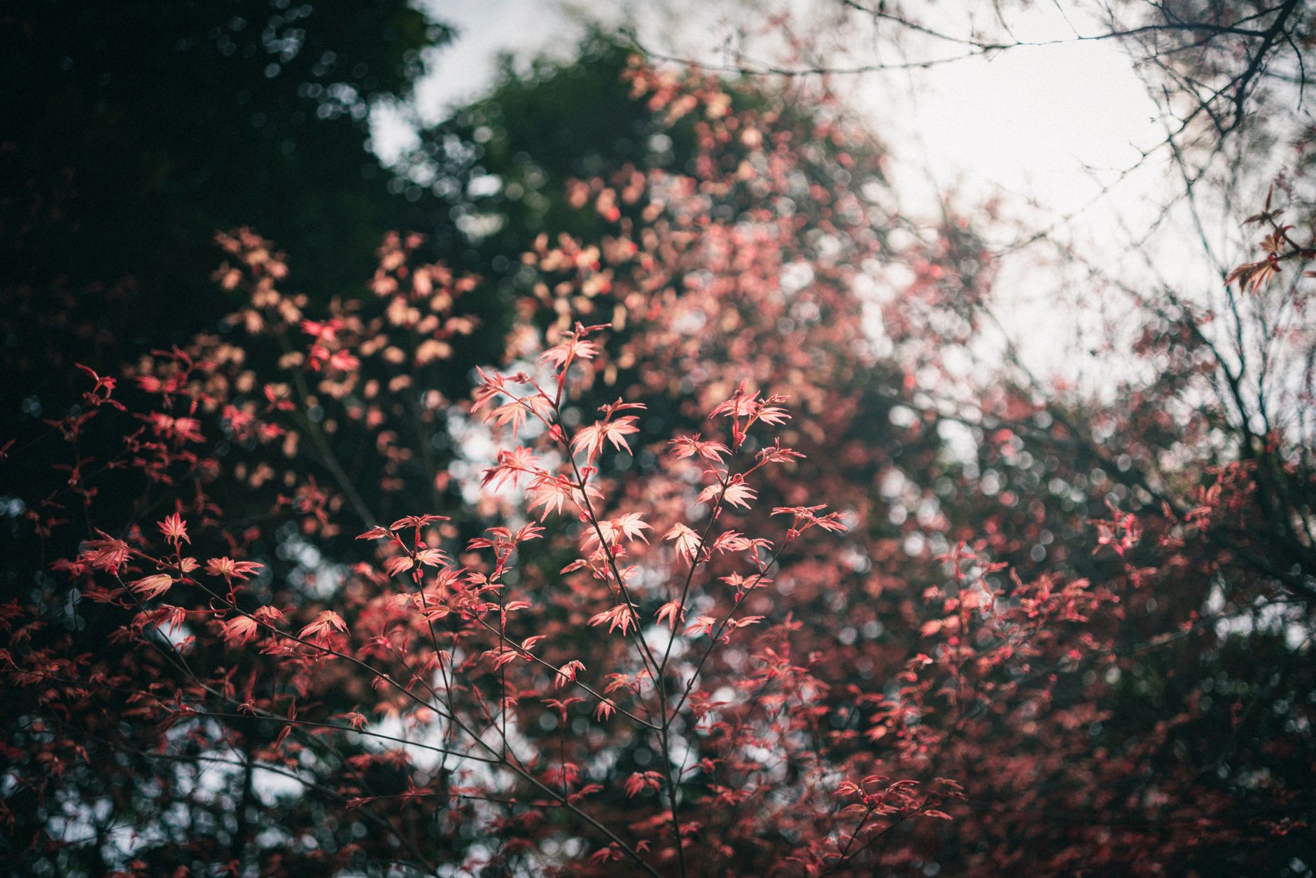 Beautiful intricate red leaves on a tree during autumn in a tranquil forest environment.