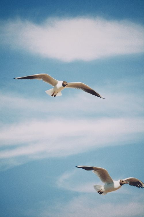 Free Graceful seagulls flying against a clear blue sky over Balkhash, Kazakhstan, capturing natural beauty. Stock Photo