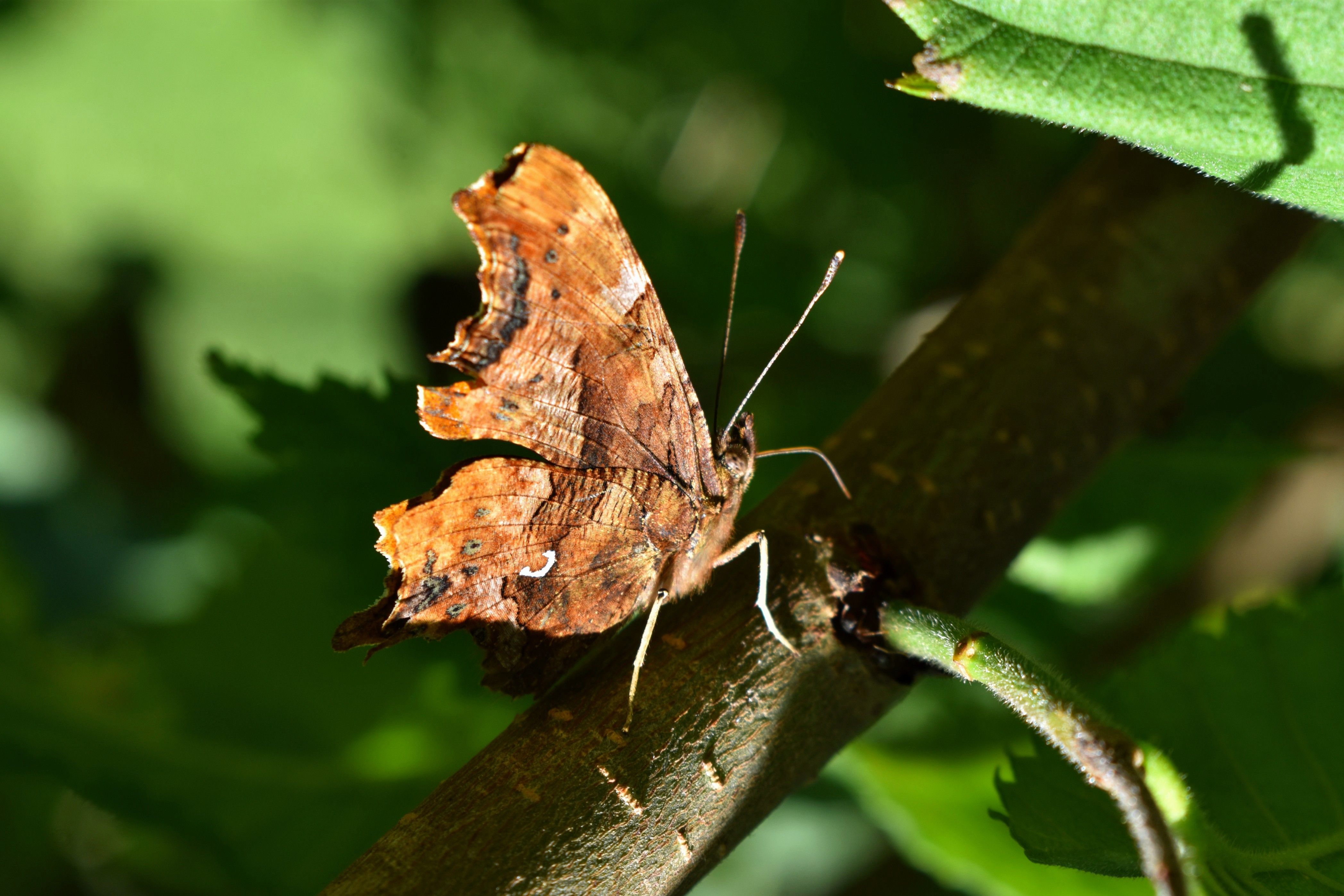 Close-up of a brown Comma butterfly perched on a green leaf, basking in sunlight.