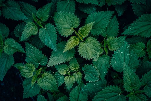 Free Vibrant green common nettle leaves in a textured pattern, captured outdoors with a dark natural backdrop. Stock Photo
