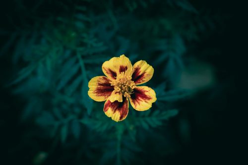 Free A close-up of a vibrant yellow and orange marigold flower with lush petals against a dark, blurred background. Stock Photo