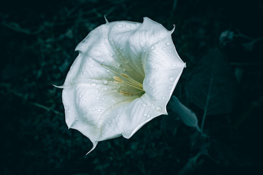 Close-up of a white flower bloom with dew droplets, highlighting freshness and natural beauty.