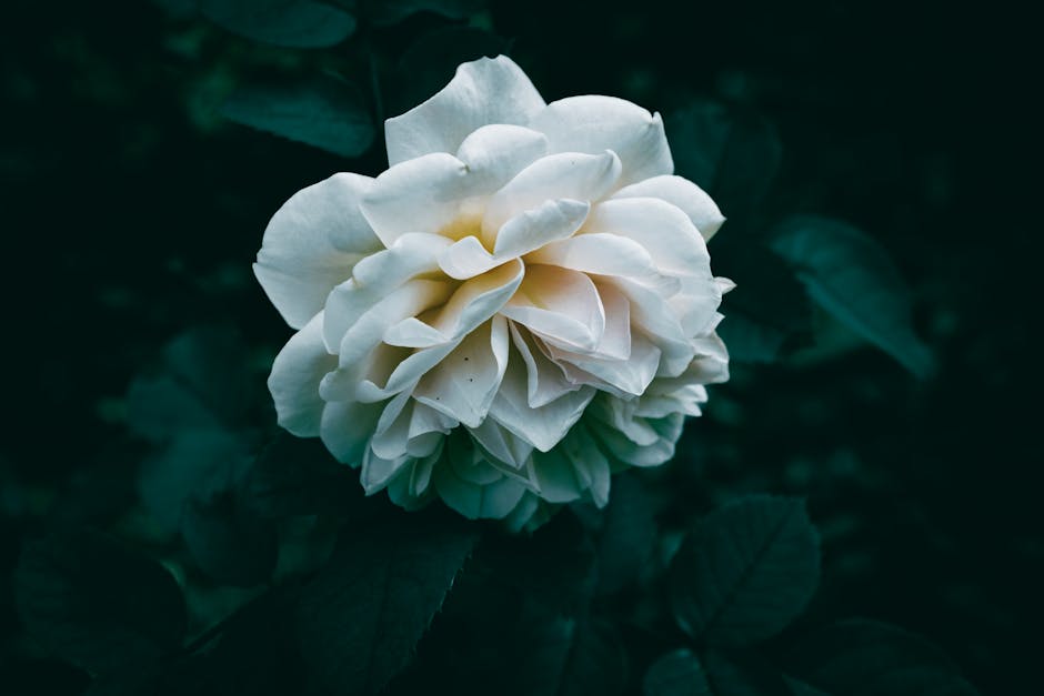 super green black rose