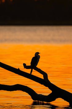 A bird perches on a branch at sunset, creating a striking silhouette against the orange sky and water.