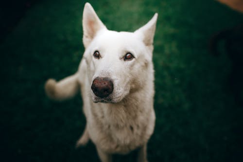 Выборочный фокус фото белой собаки
