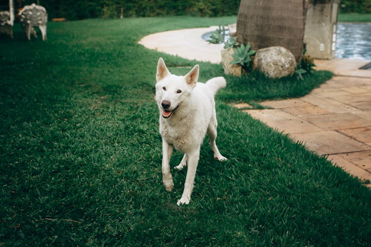 Friendly Big White Dog On Green Lawn 