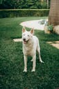 白天，一只可爱的白狗警觉地站在郁郁葱葱的绿色草坪上
