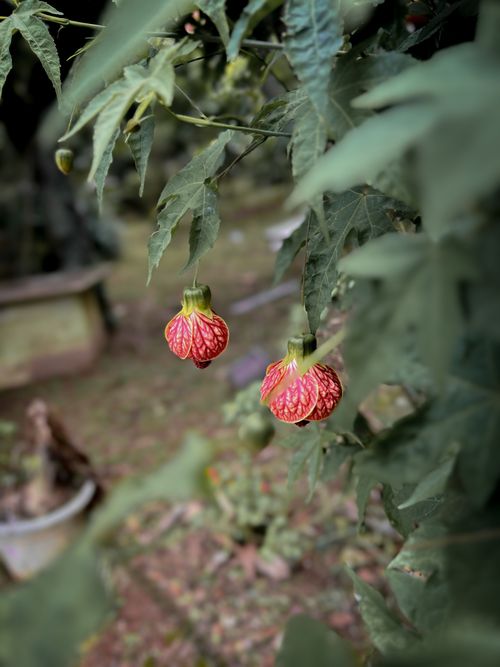 Free Close-up of bright Abutilon flowers with lush green leaves in a serene garden. Perfect for nature and botany themes. Stock Photo