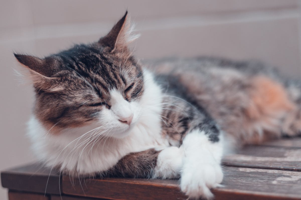 Greek yogurt sauce being mixed in a bowl with herbs and lemon