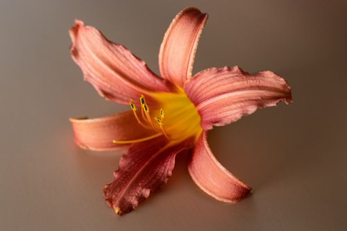 Free Detailed shot of an orange daylily flower showcasing its petals and stamens, perfect for botanical and nature themes. Stock Photo