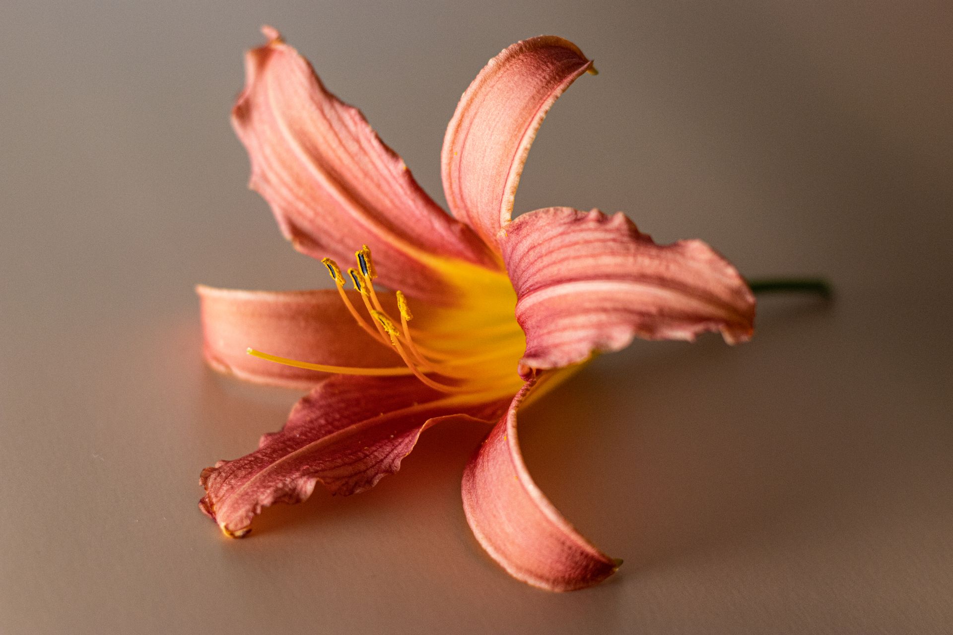 Detailed close-up of an orange daylily flower showcasing vibrant colors and textures.