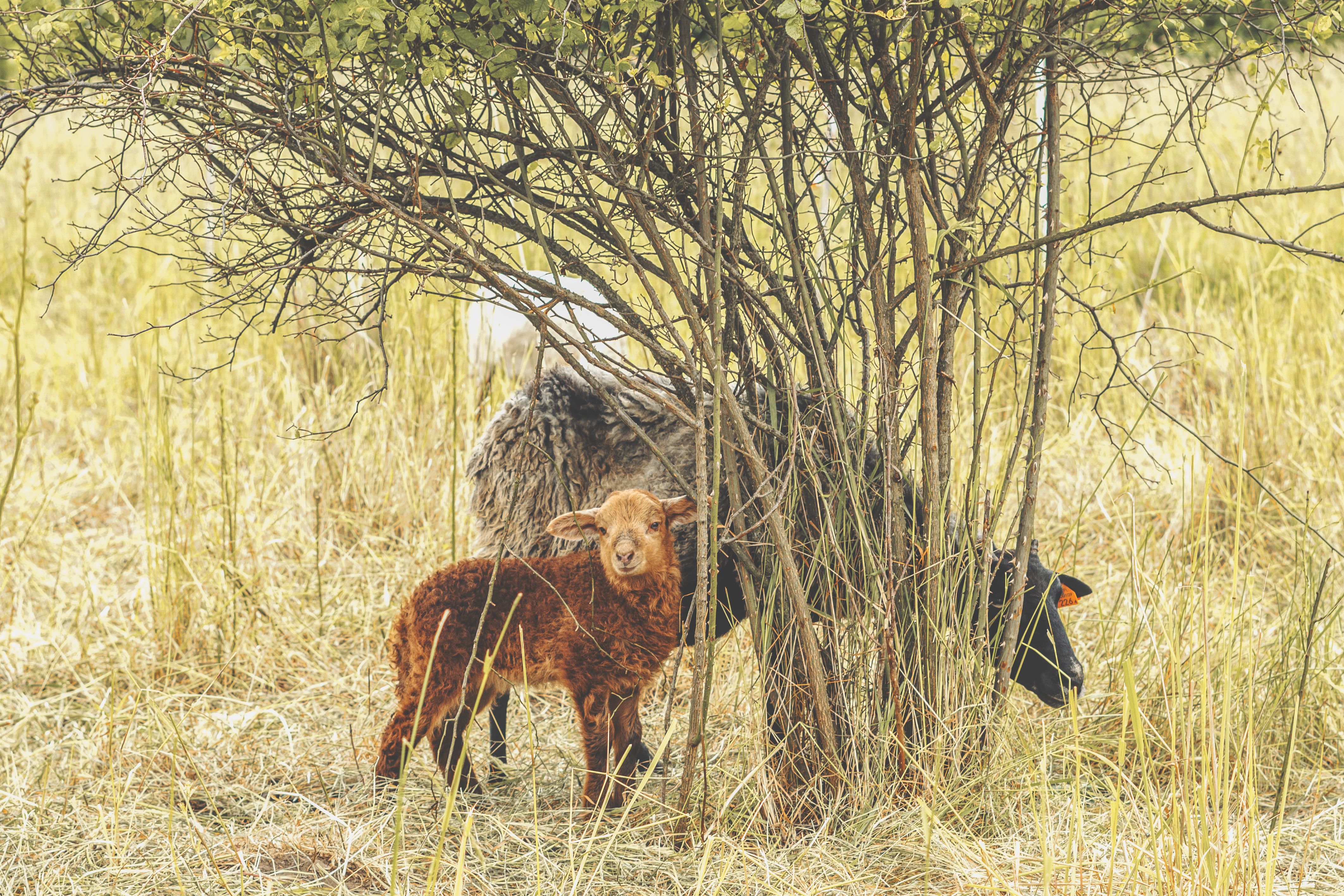 Brown sheep and lamb standing under a tree in a grassy meadow, creating a pastoral scene.