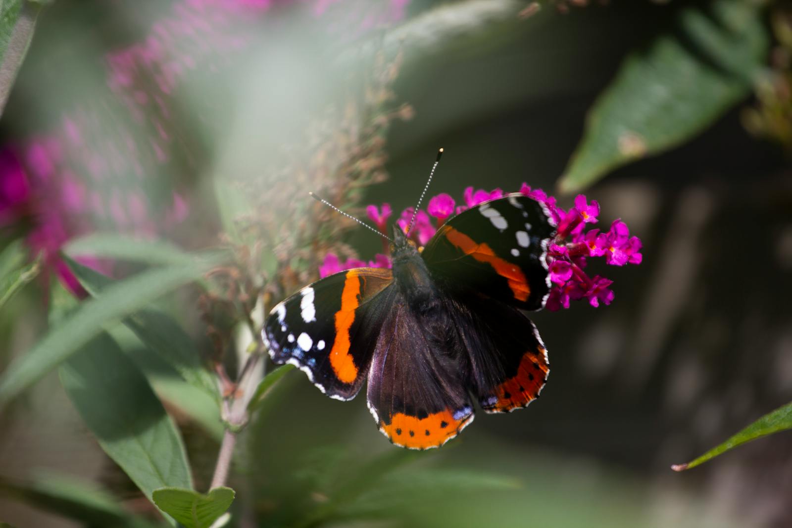 Free Flower Borders Photos, Download The BEST Free Free Flower Borders ...