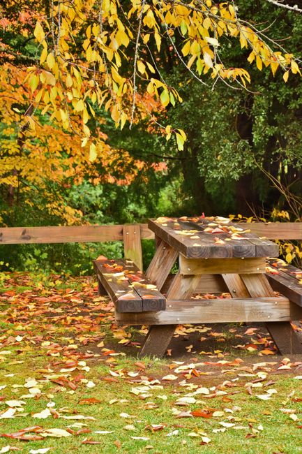 Fotomural Mesa de picnic de madera rodeada de hojas otoñales vibrantes en Puerto Blest, Argentina.