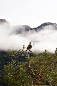 A carancho perches on a tree with a stunning backdrop of clouds and mountains in Patagonia.