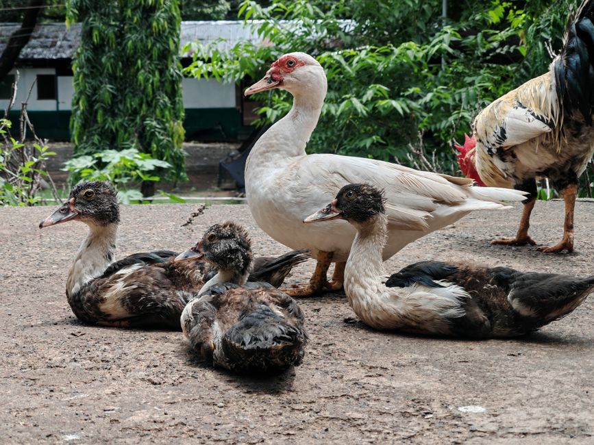 A diverse group of ducks and a rooster gathered outdoors on a farm, surrounded by green foliage.