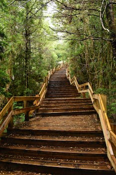 A scenic wooden staircase ascends through dense jungle foliage.