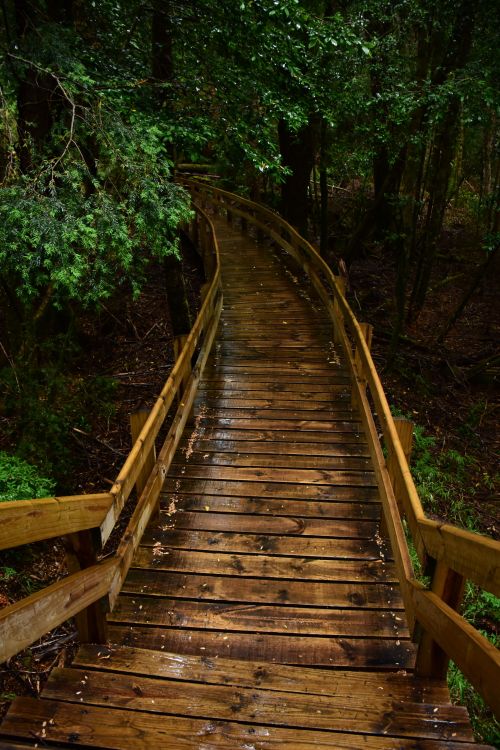 Free A serene wooden pathway leading through a lush green jungle forest. Stock Photo