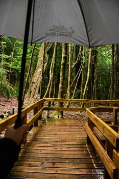 A rainy forest walkway captured from under an umbrella, highlighting the lush greenery and wet wooden path.