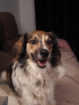 A happy dog sitting on a couch indoors with a relaxed expression, enjoying a cozy setting.