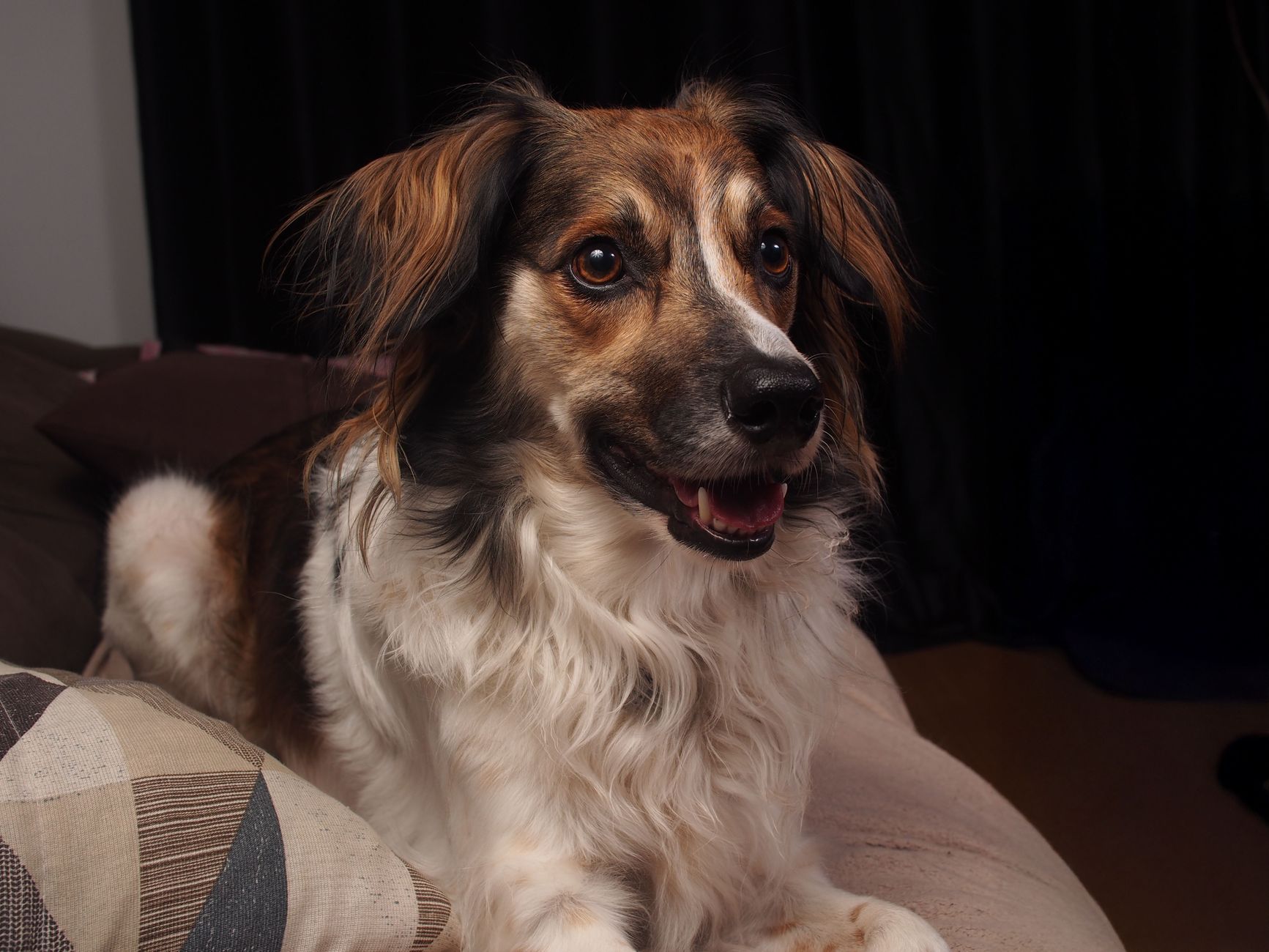 Comparing Pet Insurance Options For Your Canine Companion