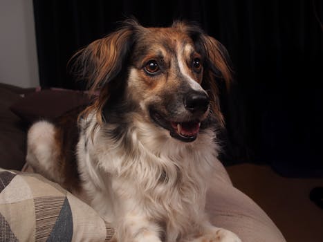 Adorable long-haired dog relaxing on a couch with warm lighting indoors.