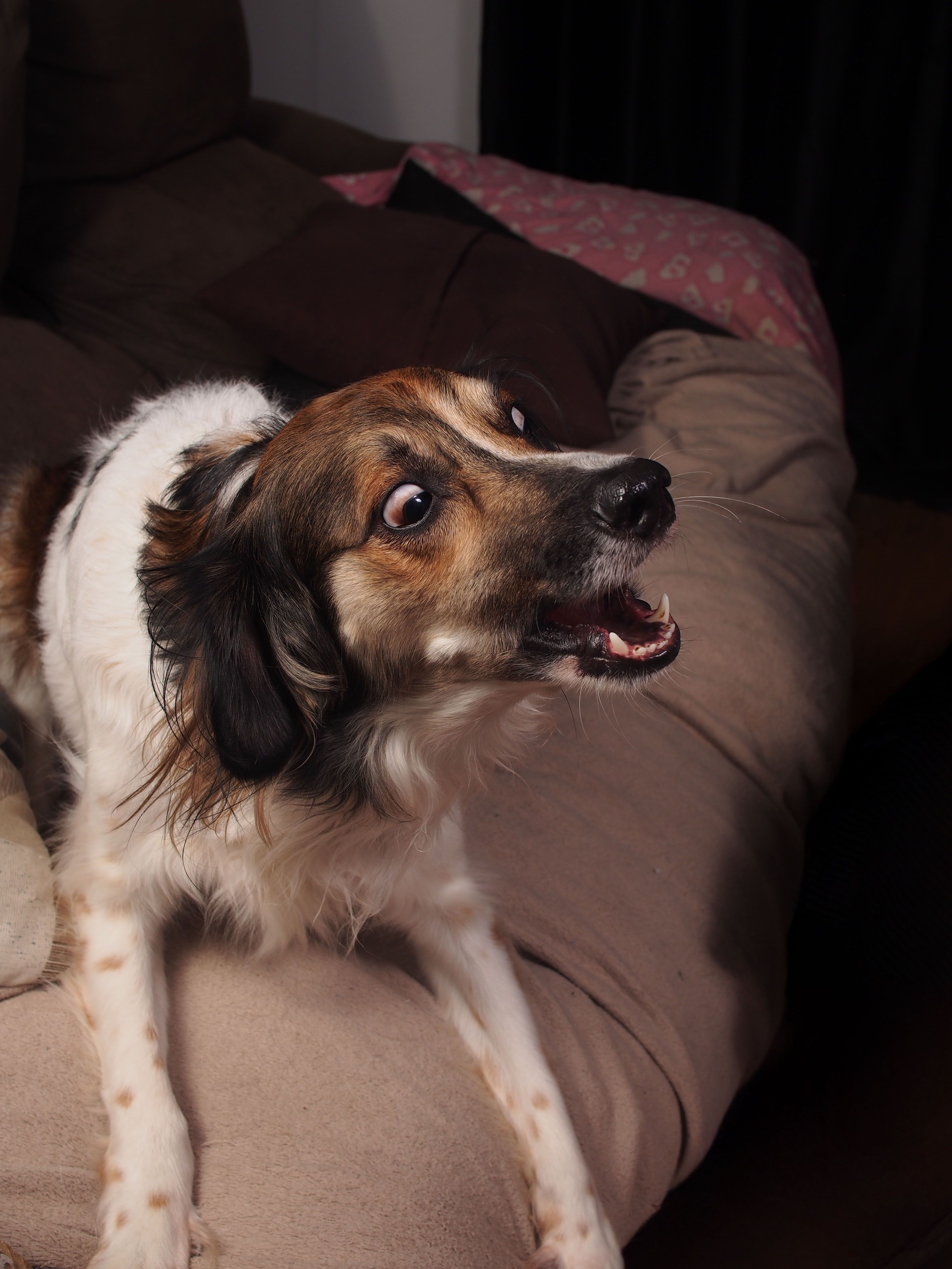 couch barking dog behavior