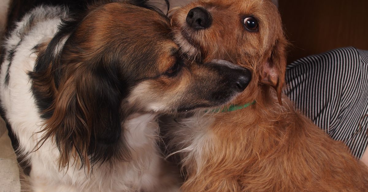 Dois cães abraçados calorosamente em um sofá, demonstrando amizade e afeto.