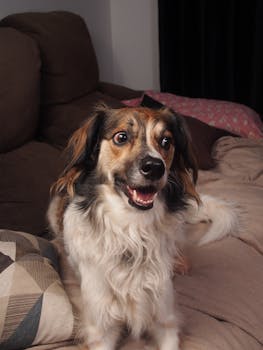Cheerful dog with a fluffy coat lounging on a comfortable sofa inside a cozy home setting.