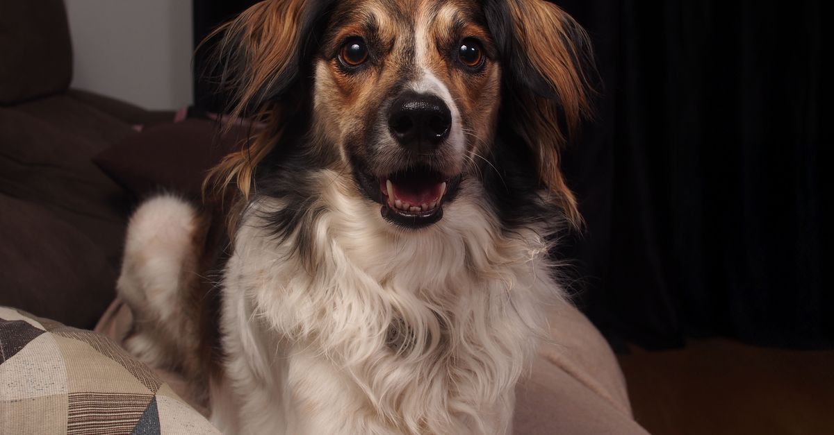 Adorável cão de raça mista sentado dentro de casa com uma expressão alegre.