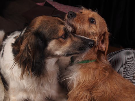 Two dogs showing affection and companionship indoors, capturing a heartwarming moment.