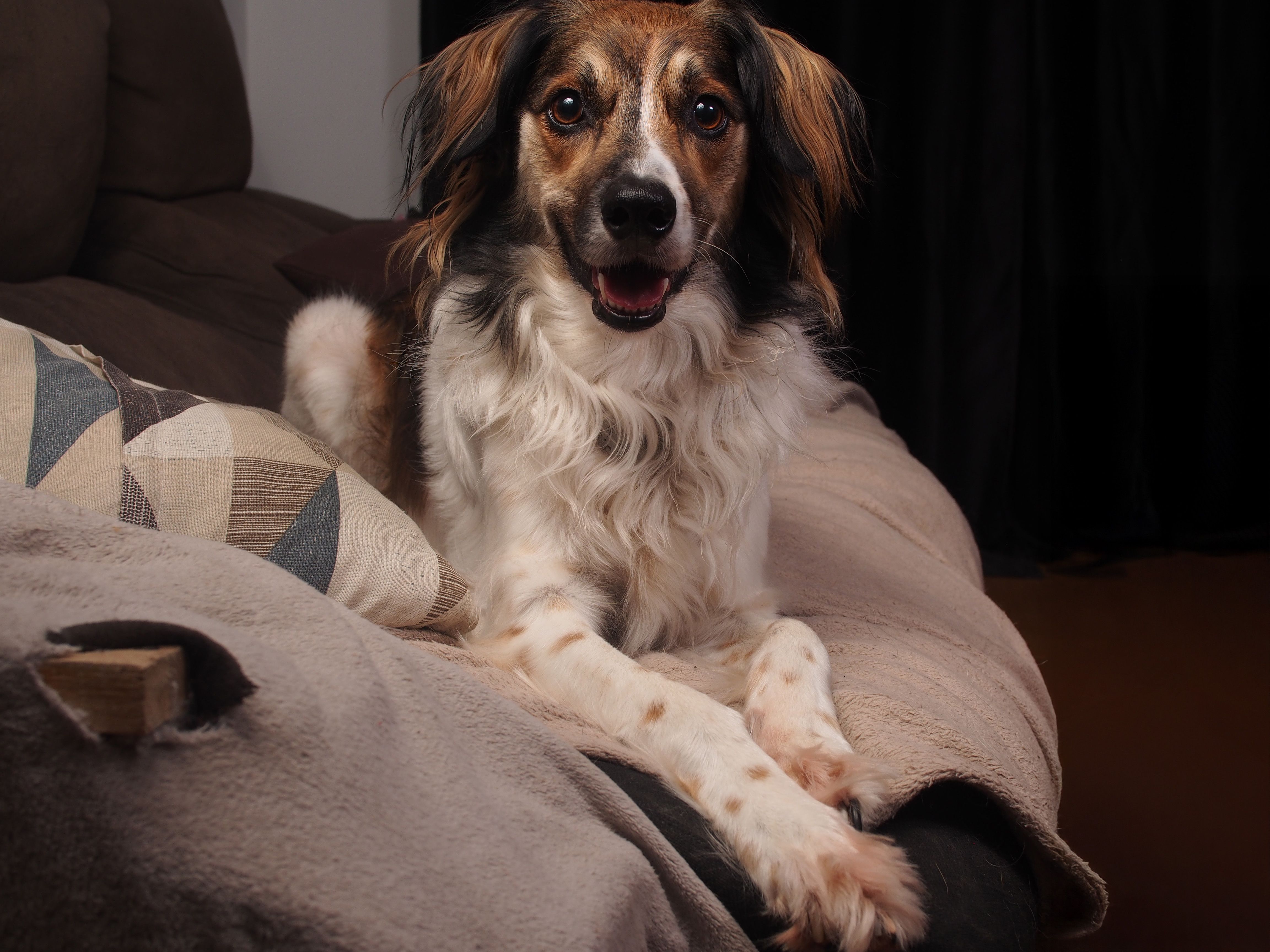 Cãozinho de raça mista charmoso descansando confortavelmente em um sofá aconchegante dentro de casa.