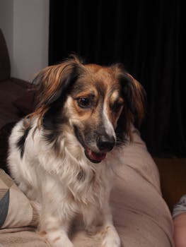 Charming long-haired dog with a friendly expression sitting on a cozy sofa indoors.
