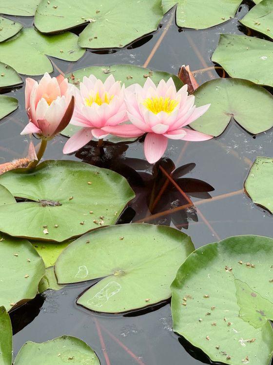 Pink water lilies among lily pads, photo by Irina Marinescu on Pexels