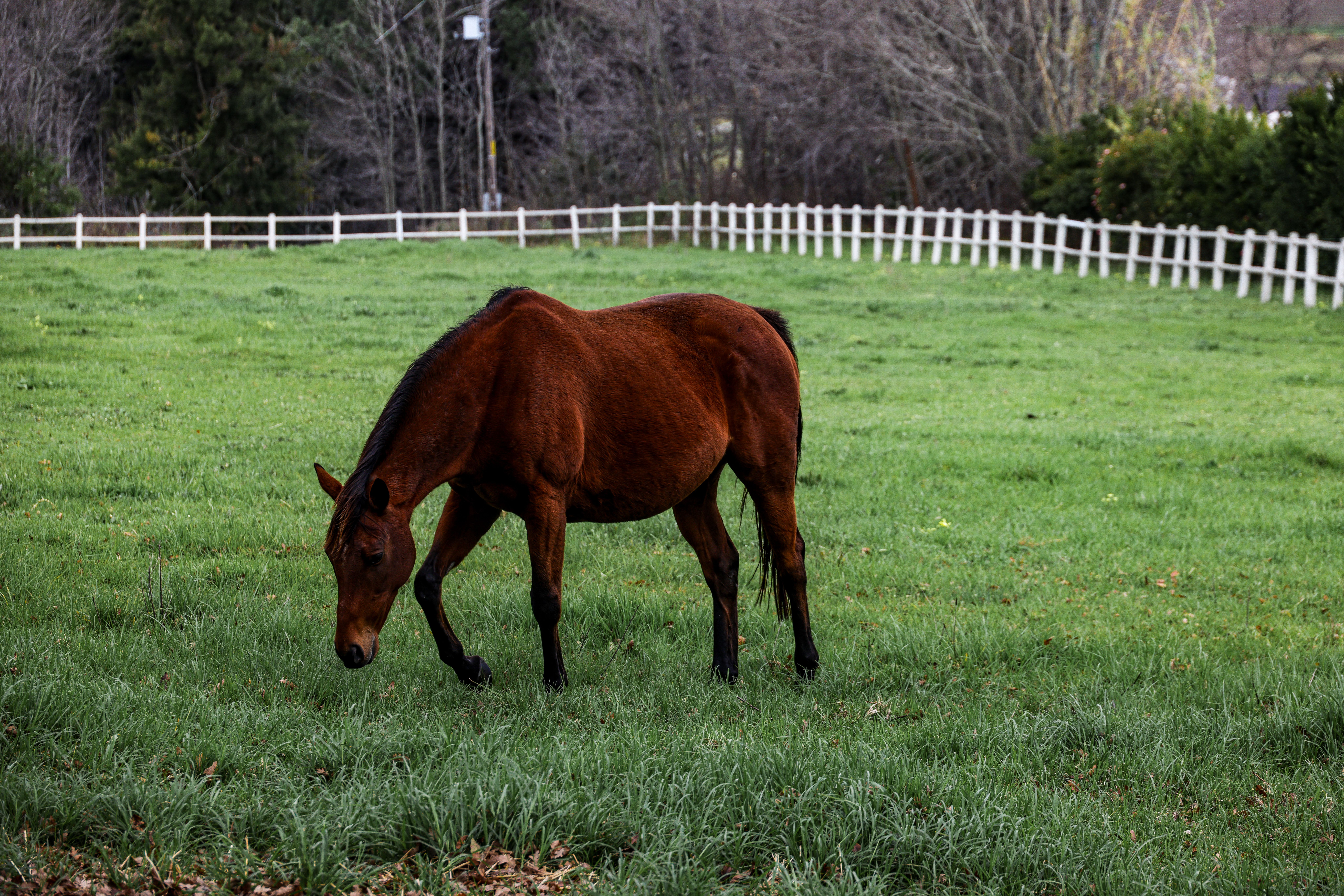 Brown Horse Grazing in a Green Pasture · Free Stock Photo