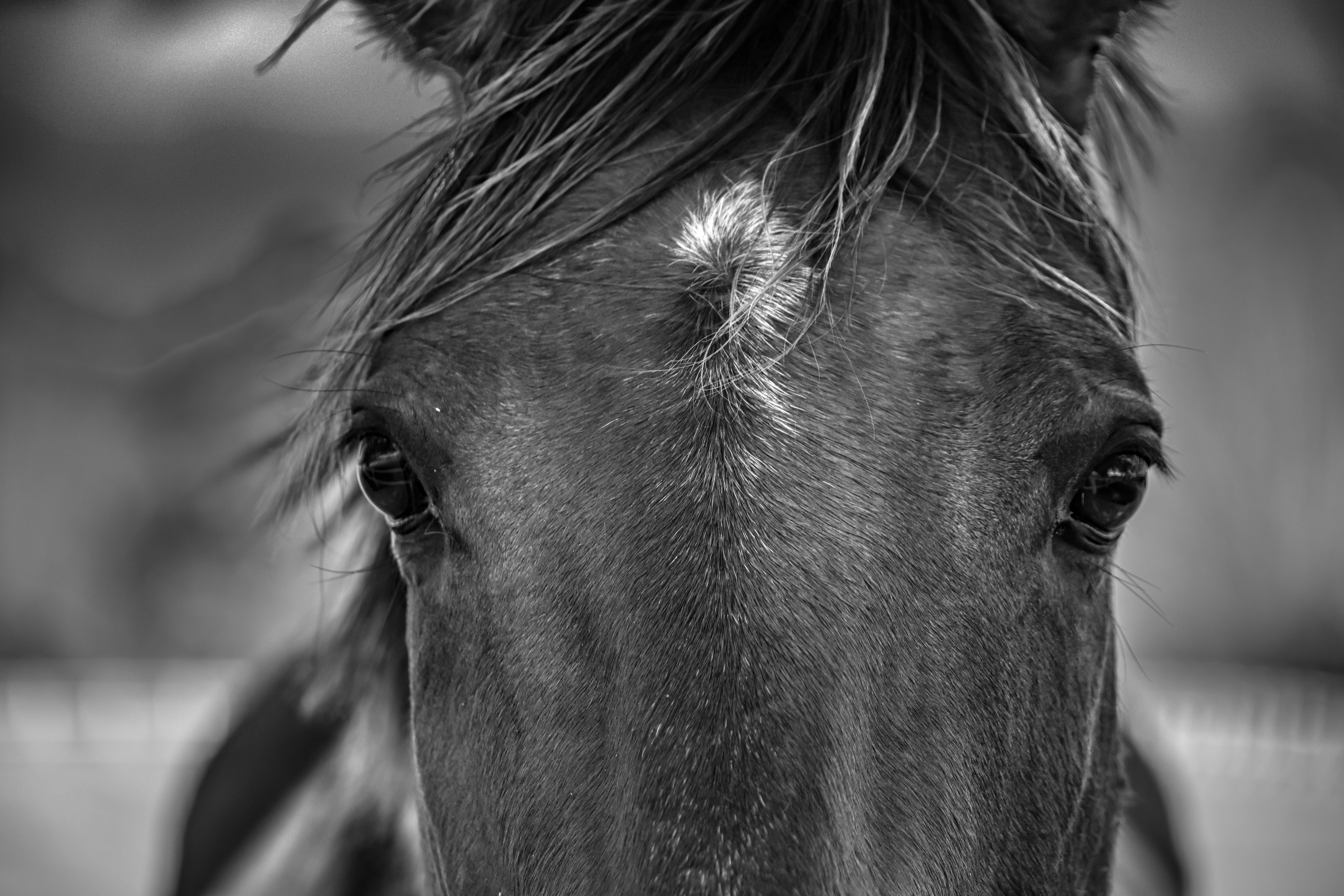 Portrait of a horse at a veterinary clinic