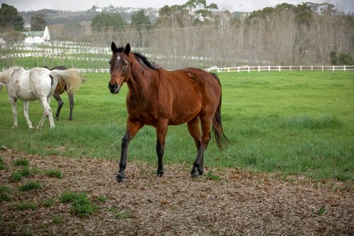 Majestic Brown Horse in Green Pasture · Free Stock Photo