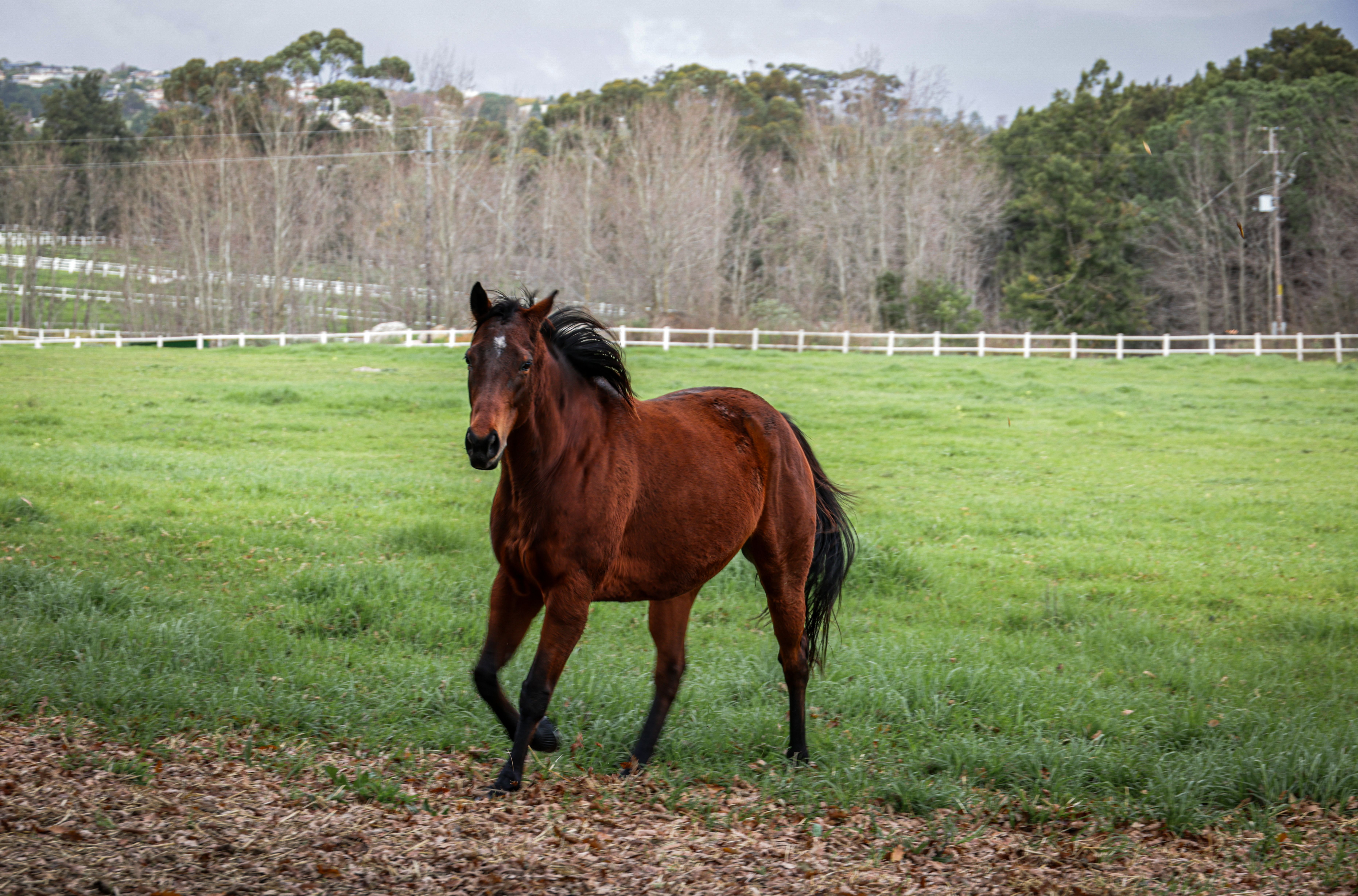 Majestic Brown Horse in Green Pasture · Free Stock Photo